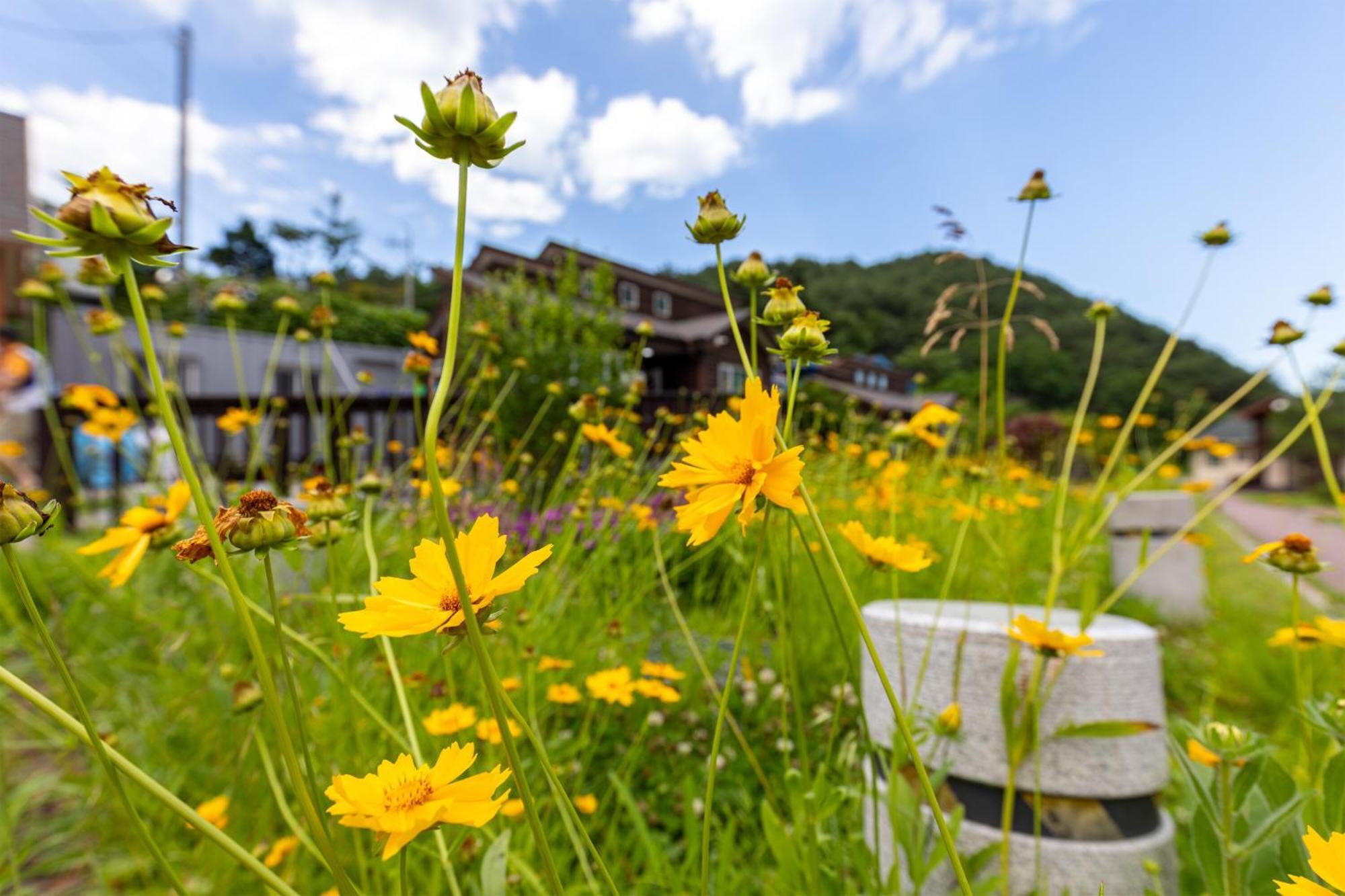 Gangneung Yasaenghwa Maeul Hotel Bagian luar foto